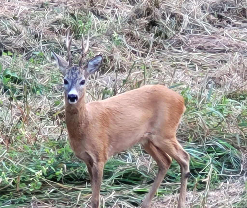 Pauschal / Rehbockjagd in Masuren 2026