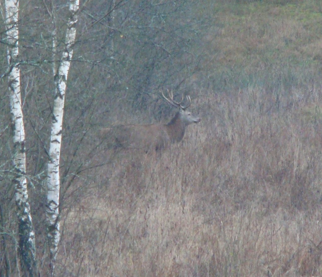 Pauschal / Rothirsch Masuren 2026